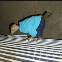 سعر الزووج 5الاف ابو عنك عمر شهر  ملقح 07752233278