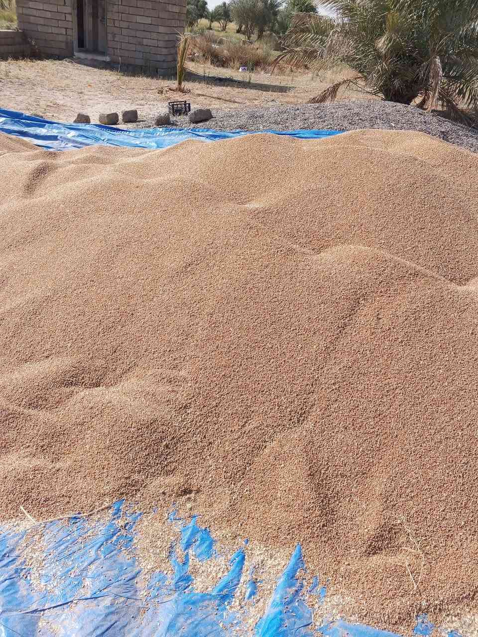 السلام عليكم ورحمه الله.
بذور حنطة صنف بورو بنت المغلف.
صنف غني عن التعريف 
 عالي الانتاج انتاجة خير من الله 
مقاوم للبرودة 
مقاوم للاضطجاع
مقاوم للأمراض الفطرية 
السعر الطن 700
الرقم ***********
المكان صلاح الدين بيجي ناحية الحجاج
