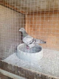 تك طيره جينيه • 2023 • حي أم الكبير والغزلان