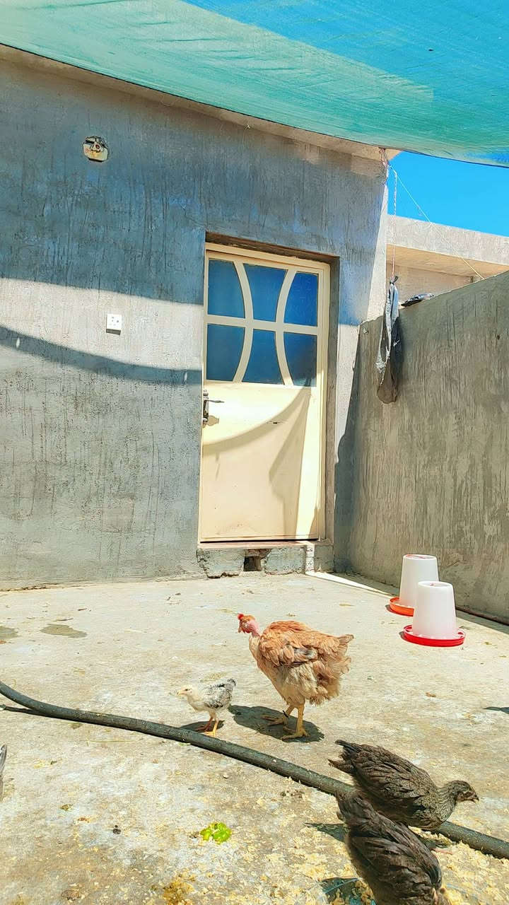 سلام عليكم عندي دجاج عرب للبيع ليريد يتصل على الرقم ***********
