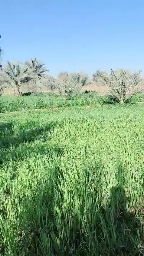 12 دونم للبيع طريق بغداد كربلاء مزورعة متوفر كهرباء ماء تبليط ممكن ينباع 5 دوانم *********** واتساب
