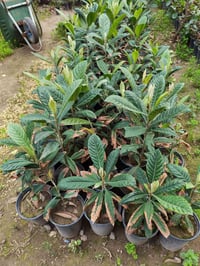 نباتات • بغداد الكريعات • توصيل جملة