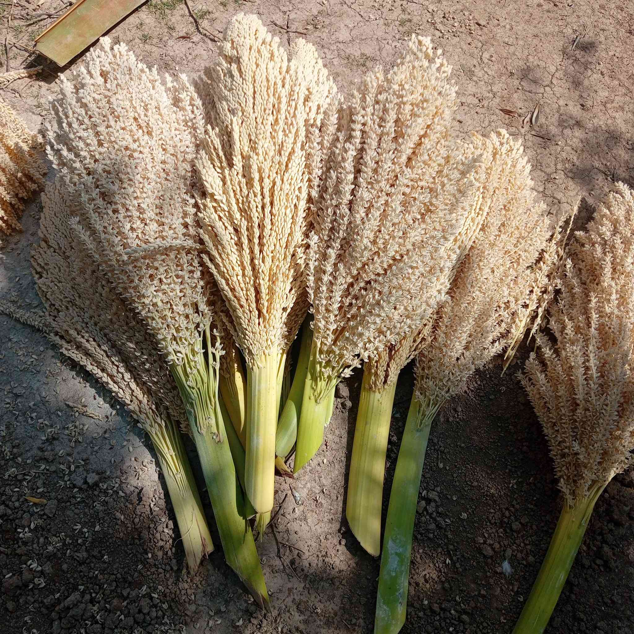 سلام عليكم مكلف بنشر كوش درجة اولى غنام الشراي يتصل عل رقم مكانه قريب على مدخل مات الوجيهية شراي يتصل عل رقم ***********
