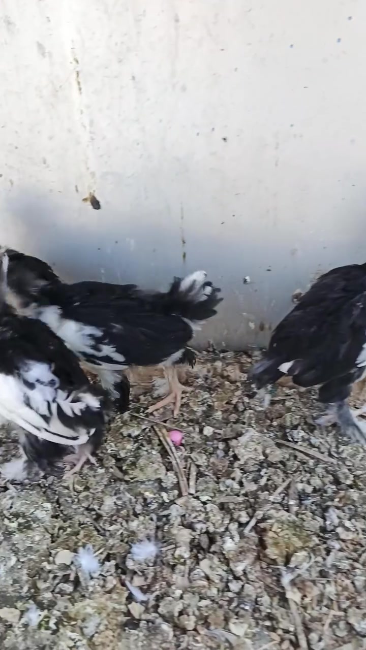 للبيع سيت سلطانيات درجه الأوله شرط ملقحه اونشاط اوصحى سعر الزوج20الف مكاني تكريت الديوم رقمي‏‪***********‬‏
