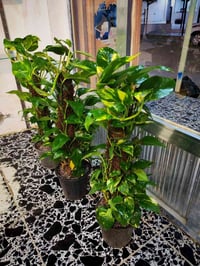 نباتات ضلية • طبيعية • راحة نفسية