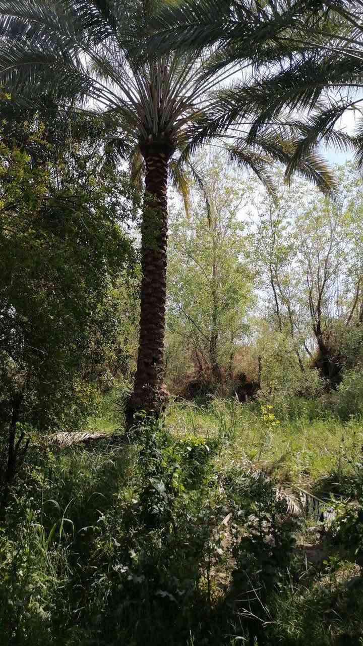 🌟 #دوانم_راقية_الك_ولعائلتك #5نجوم🌟
🔍 تبحث عن الهدوء والابتعاد عن زحمة المدينة والضوضاء؟ 🤔 لدينا الحل! دوانم طابو زراعي سنة 25، تحويل وفتح بيان مباشر باسم المشتري، وبدون دفع أي فلس إذا لم ينفتح البيان باسمك وتستلم سند 😊.
🏞️ _الموقع_:
- الدوانم كلها بالقرب منها مزارع وشاليهات وفلل 🏠
- مواقع مرتبة وكلش راقية 💯
- أرض خصبة 🌾
- مثالية للسكن والاستجمام 🌳
- دوانم الك ولعائلتك لإنشاء المزرعة او مكان للترفيه 🏞️
💰 _الأسعار_:
- تبدأ من 7 مليون دينار عراقي 🚀
- تصل إلى 65 مليون دينار عراقي 💸
🌟 _فرصة استثمارية_:
- للسكن 🏠
- للزراعة 🌾
- لبناء مزرعة لك ولعائلتك 🏞️
التاجي ذراع دجلة منطقت الشيخ عامر 
ليحب ياخذ لوكيشن الارض يتصل ويدلل 

📞 _للاستفسار_:
عامر ابو فهد
***********3 📱
#دوانم_راقية #استثمار_عقاري #زراعة #سكن #بغداد #العراق #عقارات #فرصة_استثمارية #مواقع_مميزة #هدوء #راحة
