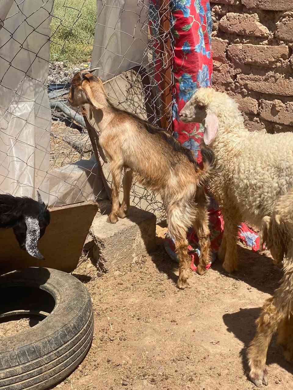 يا الله للبيع فطايم 2 مال رباط أو نعجة عليهة عشار شهرين ونص او اصخول جذاع 2 نثاية سعر خاص او رقم *********** مكان ديالى تقاطع الوجيهية
