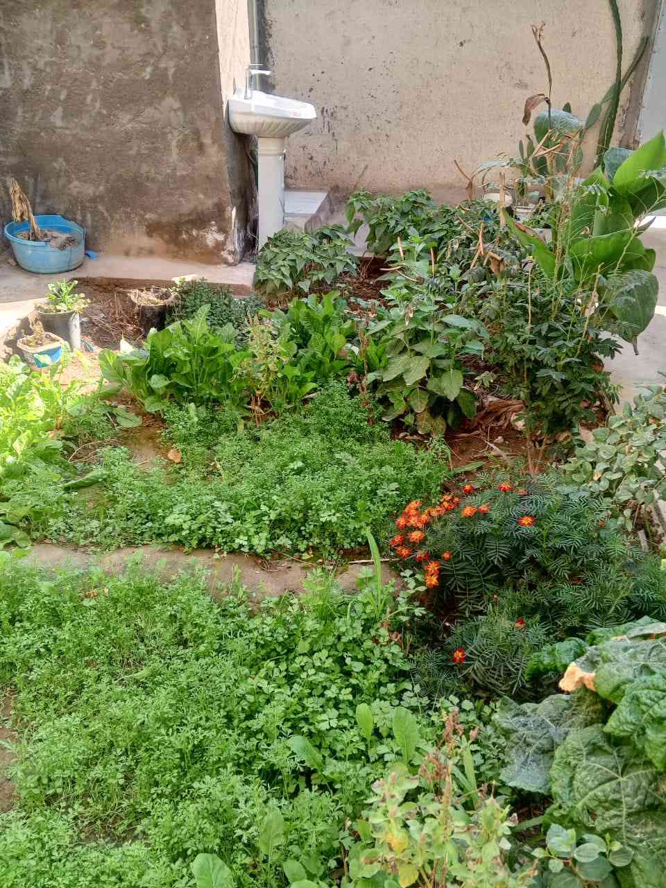 بيت للبيع طابو صرف مساحتة 200 في سدة الهندية حي المعافات مال حي النصر بناء طابوق واكو غرفة بلوك يتكون من غرفتين وحدة جبيرة تسعة في خمسة ونص سويت داخلهة صحيات وحدة تلاثة ونص في ستة وهول كبير واستقبال ايضا سبعة في خمسة ونص وحديقة واسعة حلوة ومطبخ اربعة بخمسة واجهية عشرة ونزال عشرين سقف عكادة جديد كامل الخدمات ماء كهرباء انترنيت وطنية وبنص الحي  سعرة 60 وبي مجال الشراي يتصل علرقم ***********
