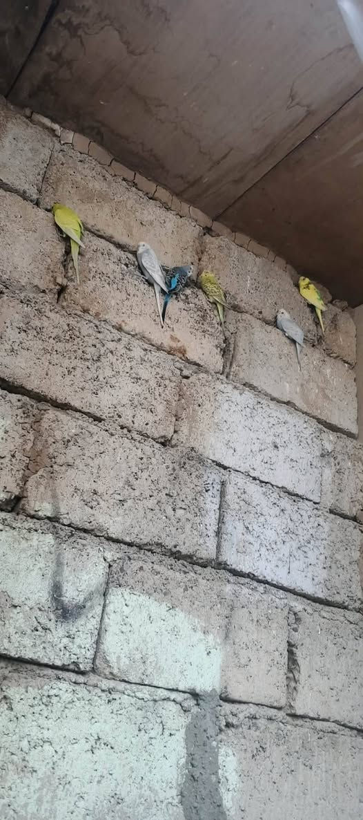 بلابل حب للبيع زوج جوهن فرخ وزوج جواهن 3 فروخ وزوج تايبيض الشراي يجي خاص


**إذا كنت صاحب هذا الإعلان وتريد حذفه لأي سبب، رجاءا أرسل رسالة إلى الدعم الفني**