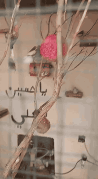 6 فناجس وبيضتين وياهن وفختية ملكية وفختيه عادية مكاني دوانم الشرطة الخ...