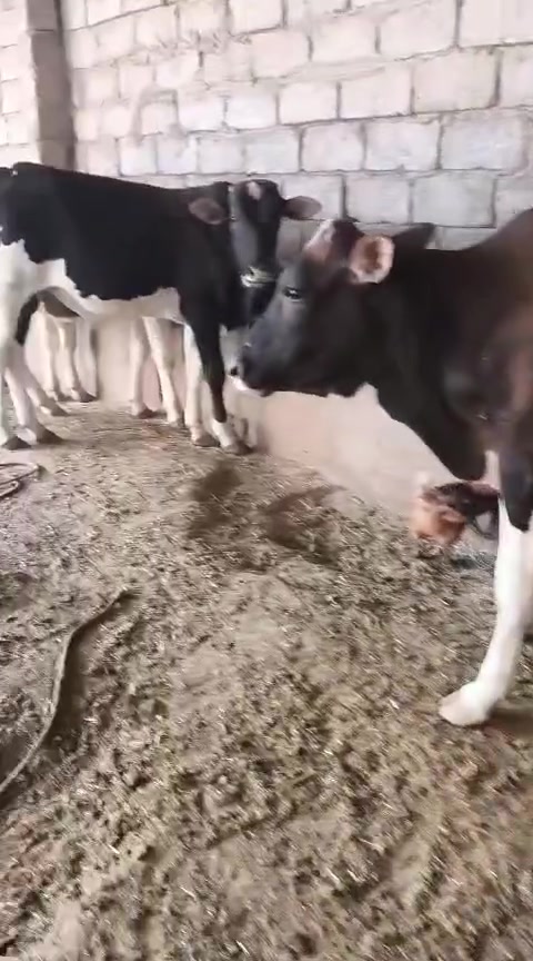 اخوان يوجد حلال للبيع
حوالي فول مواصفات درجه اولئ خشنات فول جنس درجه اولئ بخت شراي ترهم لحم تريد ربط حوالي كامله خشانه فول العدد 10 يرهم شلع يرهم تفريد
 
اخوان حلال اضبط من تصوير 

اخوان مكان الحلال شرقاط قريه شكراً 
يوجد خدمة توصيل 
***********
