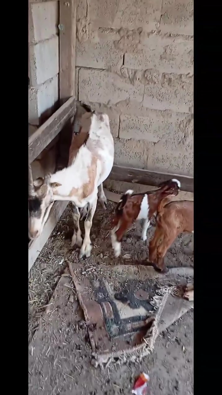 ن سلام عليكم شباب اسمع تفاصيل صخله اول بطن جابت 3وثاني بطن جابت 3وماداريتهه وماتت وحده مبناتهه بقن ٢وراهه سعرهه 500هاذ رقمي ***********
