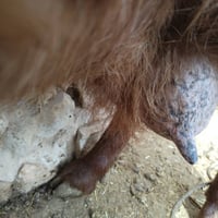 وبركاته  عنز للبيع جنيه مال بيت سن وشطر ونصاح علا كل عيب  السعر 450 ال...