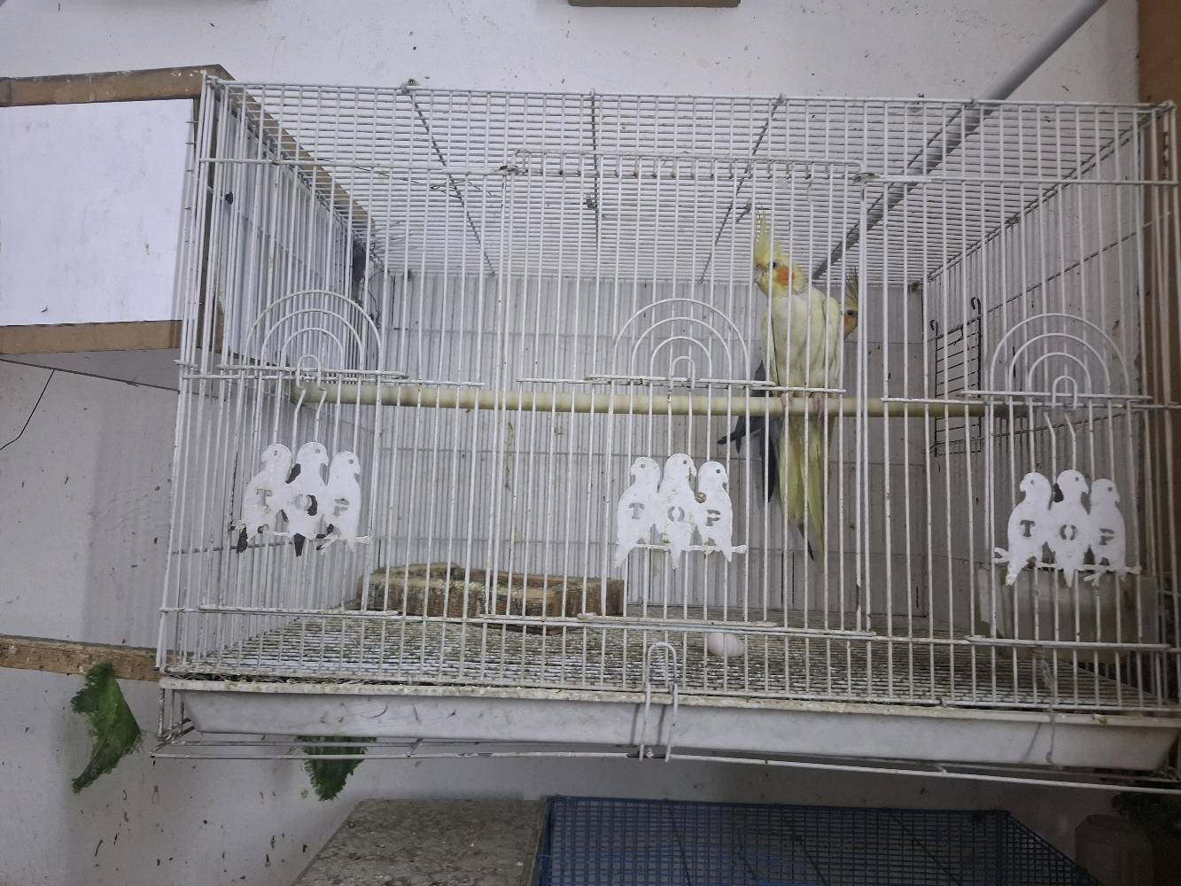 كوكتيل عدد٤ 
٢ نثيه 
و ٢ فحل
 
تبزير عراقي مضمونات 
مع الاقفاص
بغداد الشماعية _ حي الرحمة