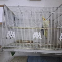 كوكتيل • ٢ ذكر ٢ انثى • مع اقفاص