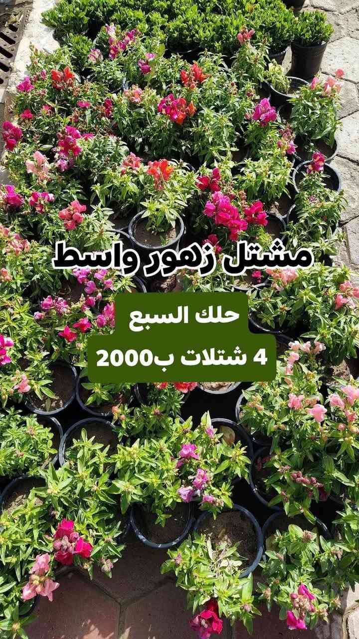 عروض يوم الجمعه مستمرين وياكم بالعروض 3 شتلات بسعر 5000 دينار واكو 4شتلات ب 2000 دينار
مشتل زهور واسط 🌸
📍 العنوان: الكوت - فلكة الحاوي - شارع مجمع دمشق الطبي.
🚚 خدمة التوصيل: متوفرة داخل مدينة الكوت فقط.*********** واتساب 
نستقبلكم بكل حب لتزيين منازلكم بأجمل أنواع الزهور والنباتات.
يفتح المشتل طيله ايام الاسبوع من الساعه 7:00 صباحا والى الساعه 11:00 ليلأ
