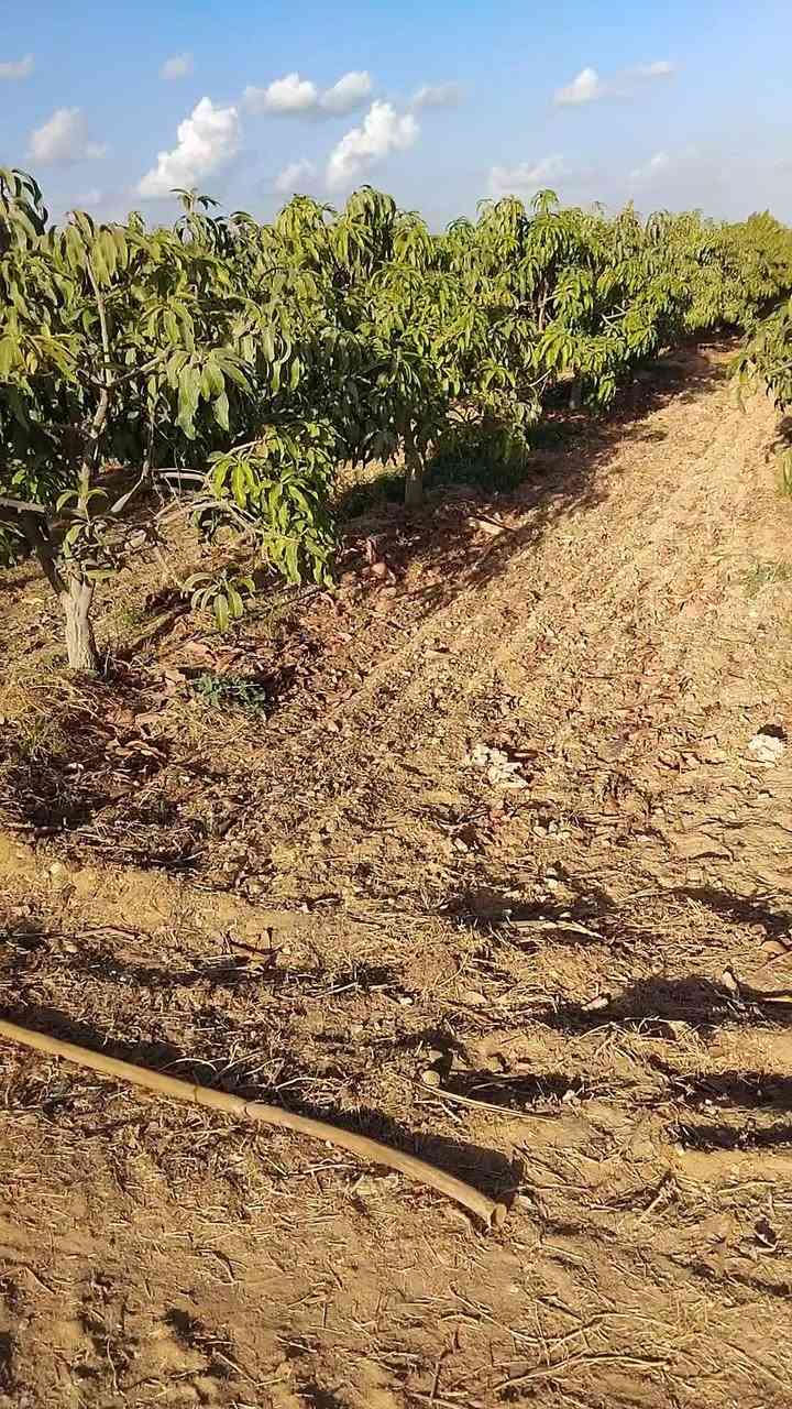 مزرعه منتجه بمساحه 17 فدان للبيع فى وادى النطرون/البحيره/تقسيم الجهاز المركزى
الزراعات الحاليه: مانجو وزيتون
المزرعه بعقد ملك من محافظه البحيره وليس عليها اى مستحقات للدوله وبها حيازه زراعيه وكارت فلاح
المزرعه مجهزه بمحول كهرباء حكوميه بقدره ١٠٠k وبئر مياه ارتوازى خاص بالمزرعه وسكن عمال ومخزن وعنبر صغير
للاستعلام والمعاينه/01069582965


**إذا كنت صاحب هذا الإعلان وتريد حذفه لأي سبب، رجاءا أرسل رسالة إلى الدعم الفني**