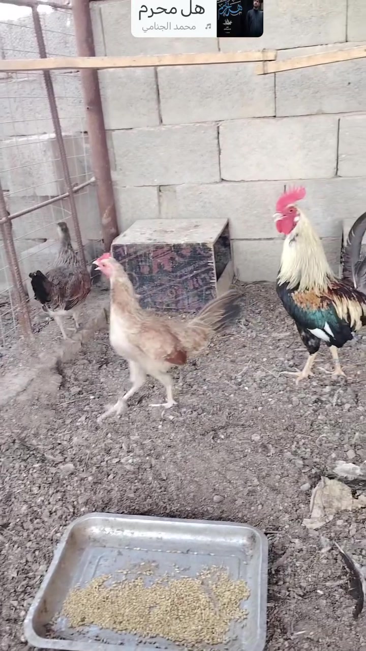 ياالله اللهم صل على محمد وآل محمد متاح ٢+١دندراوي عمر ٨اشهر شرط صحه ونتاج خير من الله حلال مستوه حلو عنوان البصره قضاء القرنه ارايدهن بخدمته


**إذا كنت صاحب هذا الإعلان وتريد حذفه لأي سبب، رجاءا أرسل رسالة إلى الدعم الفني**