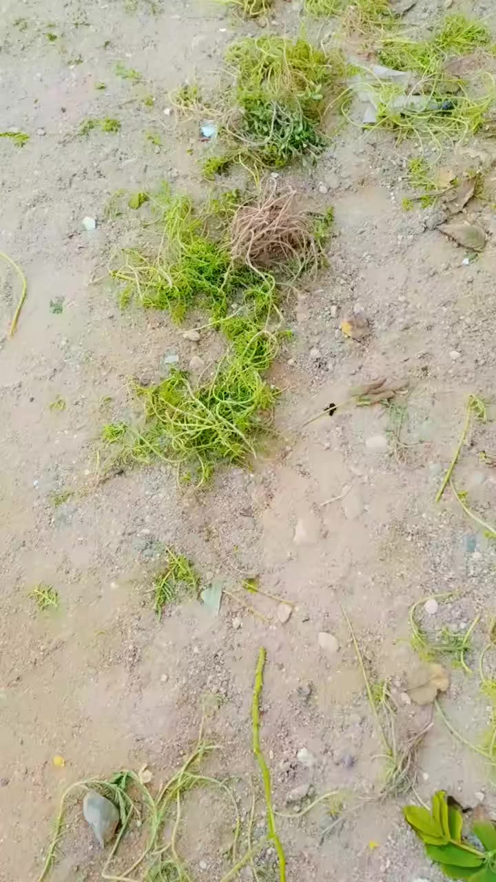 السلام عليكم متوفره اقلام ورد الصباح 💐 مجاناً الي يريد يجي وبخدمته


**إذا كنت صاحب هذا الإعلان وتريد حذفه لأي سبب، رجاءا أرسل رسالة إلى الدعم الفني**