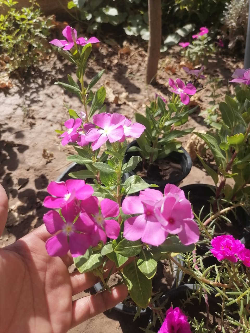 السلام عليكم أهلنا بالكوت
ملوك الصيف ☀️ ورد الصباح العراقي، عين البزون، والجعفري
​وفرنالكم بكج صيفي مميز ومقاوم للحرارة، مكون من 10 شتلات منوعة، يوصلك لباب بيتك كالاتي:
​🌸 4 ورد الصباح عراقي (لون وردي)
​🌺 4 عين البزون (لون وردي)
​🌼 2 ورد الجعفري (اصفر)
​🎁 هدية مع البكج: مغلف بذور الختمة باللون الأبيض.
​💰 السعر: سعر البكج هو والتوصيل ب 10
للحجز والاستفسار التواصل على الخاص


**إذا كنت صاحب هذا الإعلان وتريد حذفه لأي سبب، رجاءا أرسل رسالة إلى الدعم الفني**