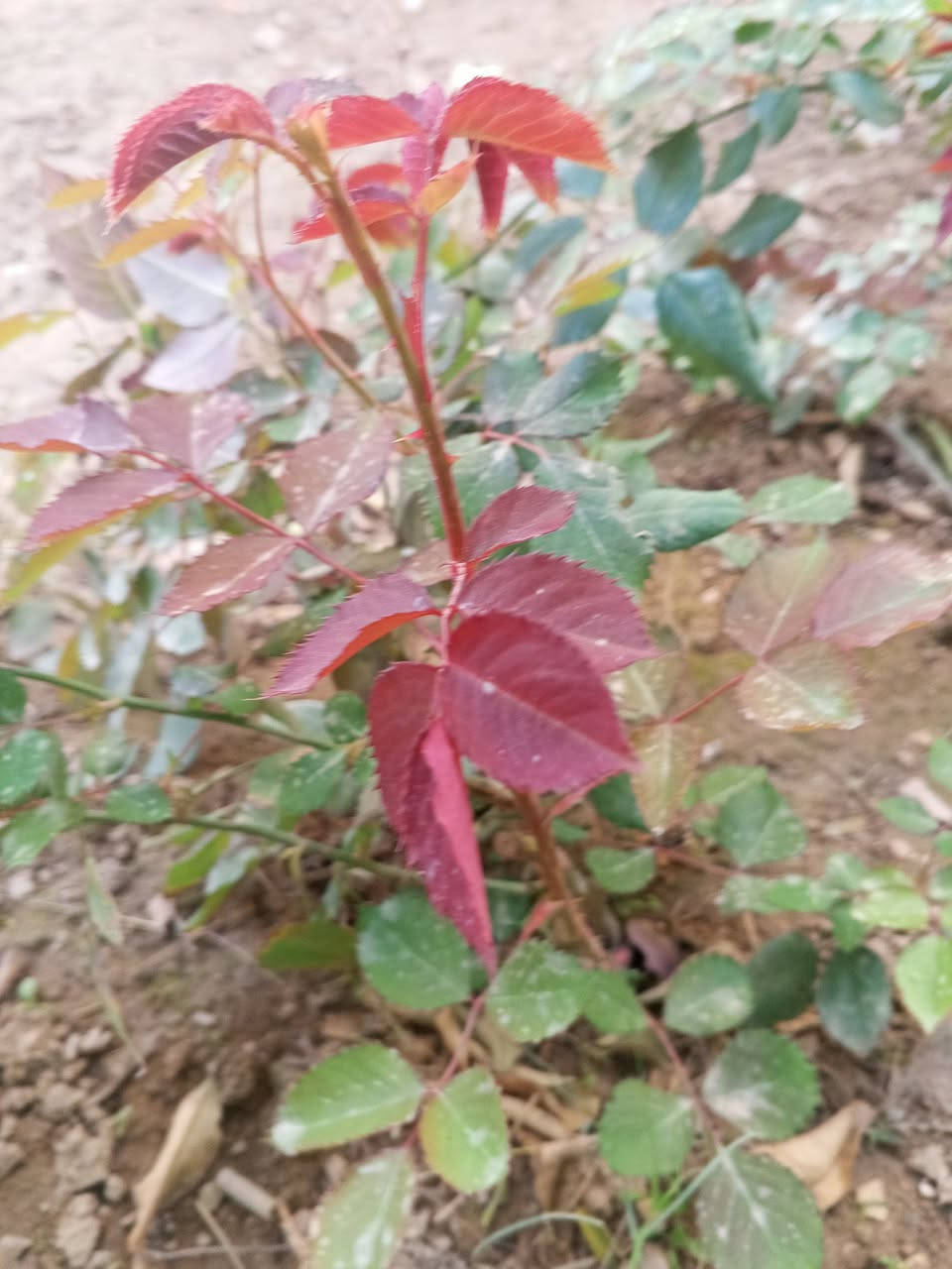 السلام عليكم ورد جوري عطري عطرة حييل قوي وردة كبيرة درجة اولى 🌹🥀 بيهن طول اكثر من متر وبيهن  نص متر  )) مجذرات وكاملات عدد تقريبا 20 شتلة  جايبهن من اربيل  الي  يريد يتفضل خاص وبخدمتة


**إذا كنت صاحب هذا الإعلان وتريد حذفه لأي سبب، رجاءا أرسل رسالة إلى الدعم الفني**