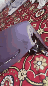 السلام عليكم دشبول هو وملحقاته كامل وثلاجة 
كاملة للبيع بغداد  ***********
