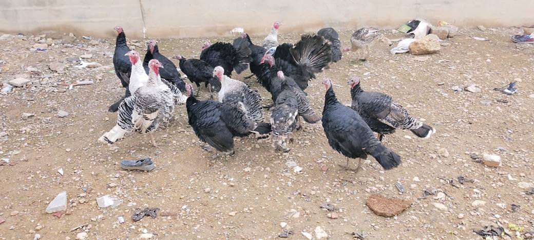 السلام عليكم البيع نتيات عتكي صرفت   بس ديك علو مول للبيع بقي لبيع نضيف خشن فول نصحت فرنسيات   عنون موصل جانب ايمن قرب سوق المعاش العبور ***********
***********
