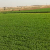 أرض زراعية • البوعلوان • ٢ دونم