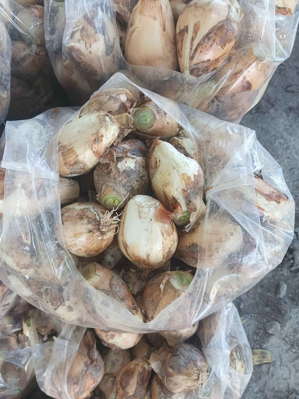 يوجد بصل 100علاكه جمله ومفرد الزوج 3500 وشلع االزوج 3000 مكات تكريت ***********
