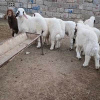 للبيع لواحد على 250مستعجل ‏‪0780 892 1563‬‏ ‏‪