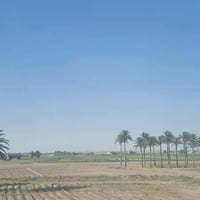 تاجي ذراع دجله • طابو سند ٢٥ • مخدومة