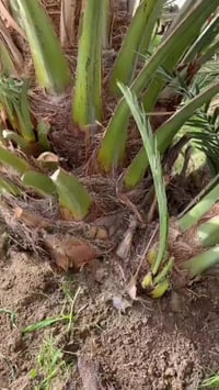 فسائل برحي • كميات كبيرة • الانبار هيت قرية عميره