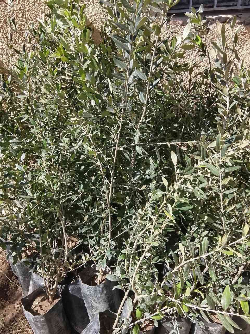 اسعار مناسبه توصيل مجاني *********** واتساب
