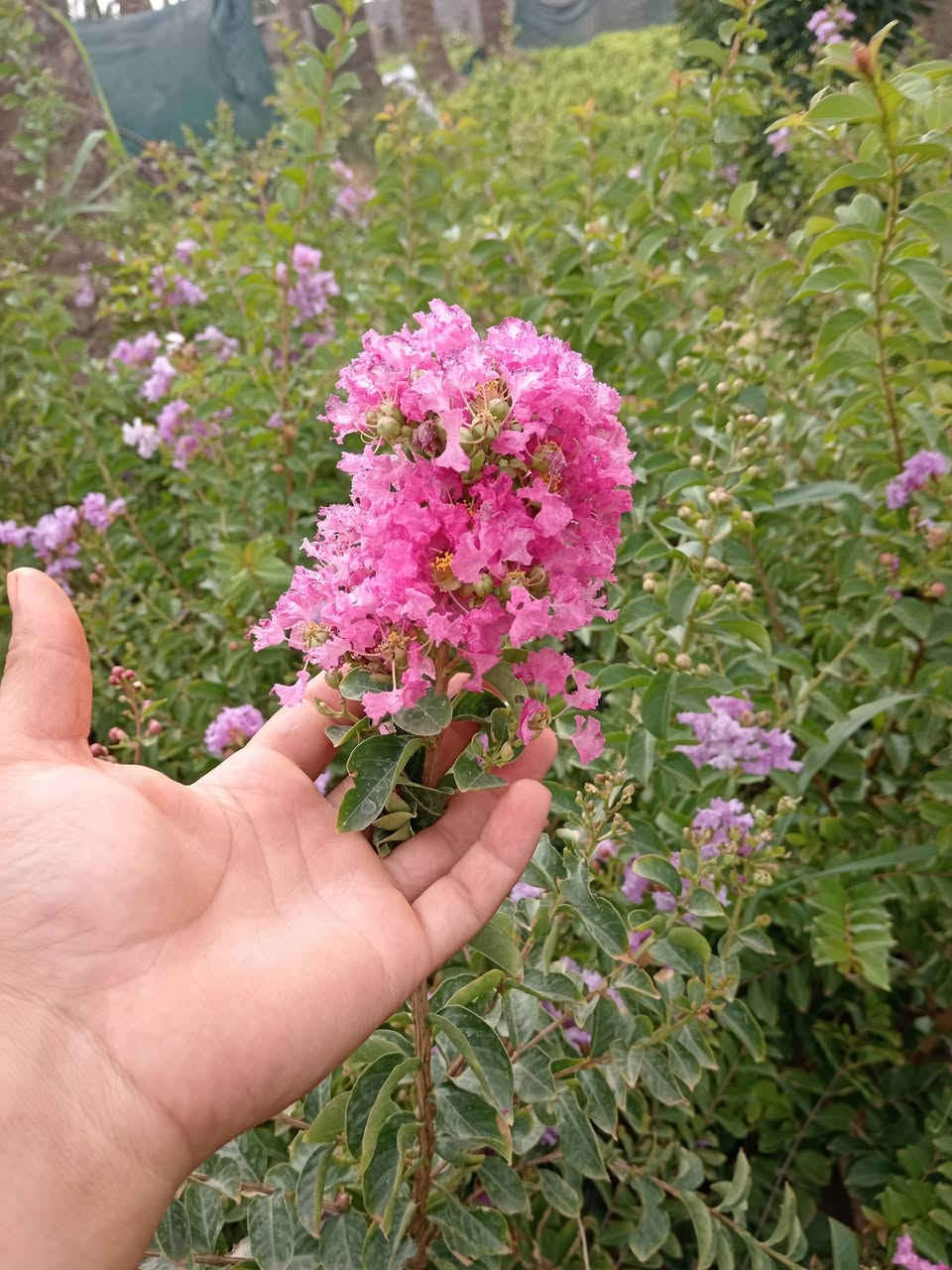 سلام عليكم.
ورد القهوه التركيه اني مكاثرهه قلم موجوده شتلات تنخيل وعدد قليل تقريبا 700 شتله فقط وسعر جدا مناسب مكان ديالى الخالص لا يوجد توصيل والاسعار حسب الكميه وهذا التزهير بموسم الصيف***********
