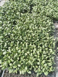 دايات بطيخ. للبيع شرط درجه ولئ 07818892322 السعر عشرة الاف