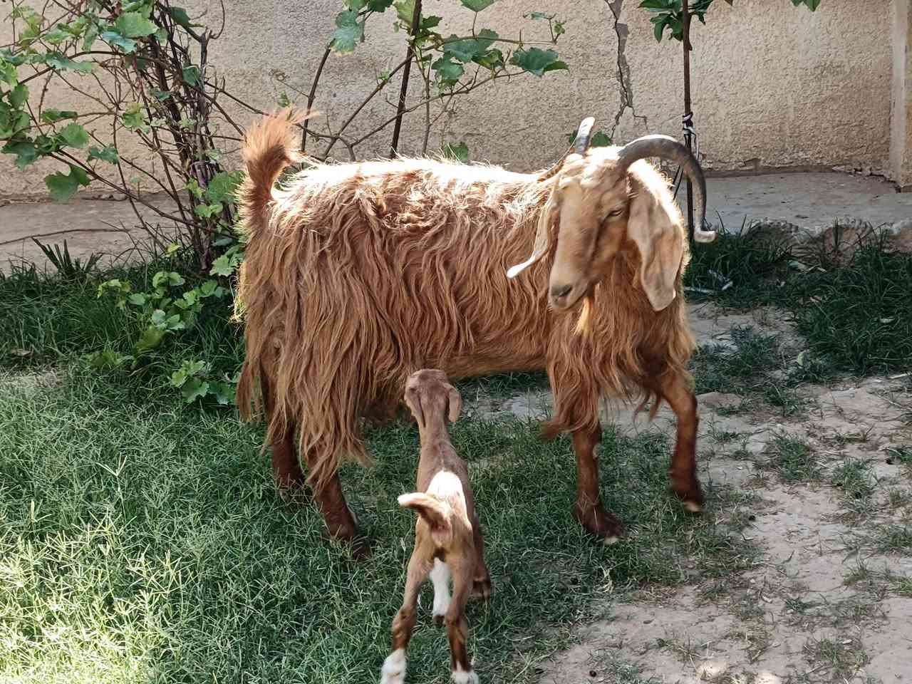 يوجد عنز مطفل وراه صخله ام ثاني شرط نصاحه مال جنيه السعر 250 الف المكان بيجي حي العصري رقم الهاتف ***********
