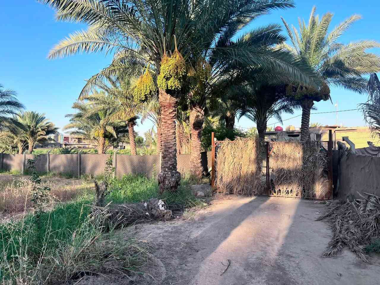 سلام عليكم مزرعه للبيع مساحته 
       3000متر طابو زراعي سند 25
ابسمه شخص واحد موجوده كافت خدمات من ماء سقي وماء ساله 
كهرباء وخط مولد بلباب 
تصلح مزرعه او استثمار او سكن

العنوان حله شارع 100تبعد عن شارع العام 200متر 
       خلف معمل صب حجي رباع
شارع تبليط 
ابسعر امناسب وبيع مستعجل الظروف خاصة 
لاستفسار اكثىر او 
                        مراجعت مكتب 
       بهاء الجشعمي اللعقار العنوان حله 
شارع 100قرب جسر المشاه او الاتصال على الرقم التالي 
***********
