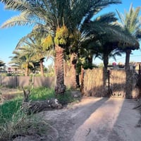 ٣٠٠٠متر • طابو زراعي • حله شارع ١٠٠