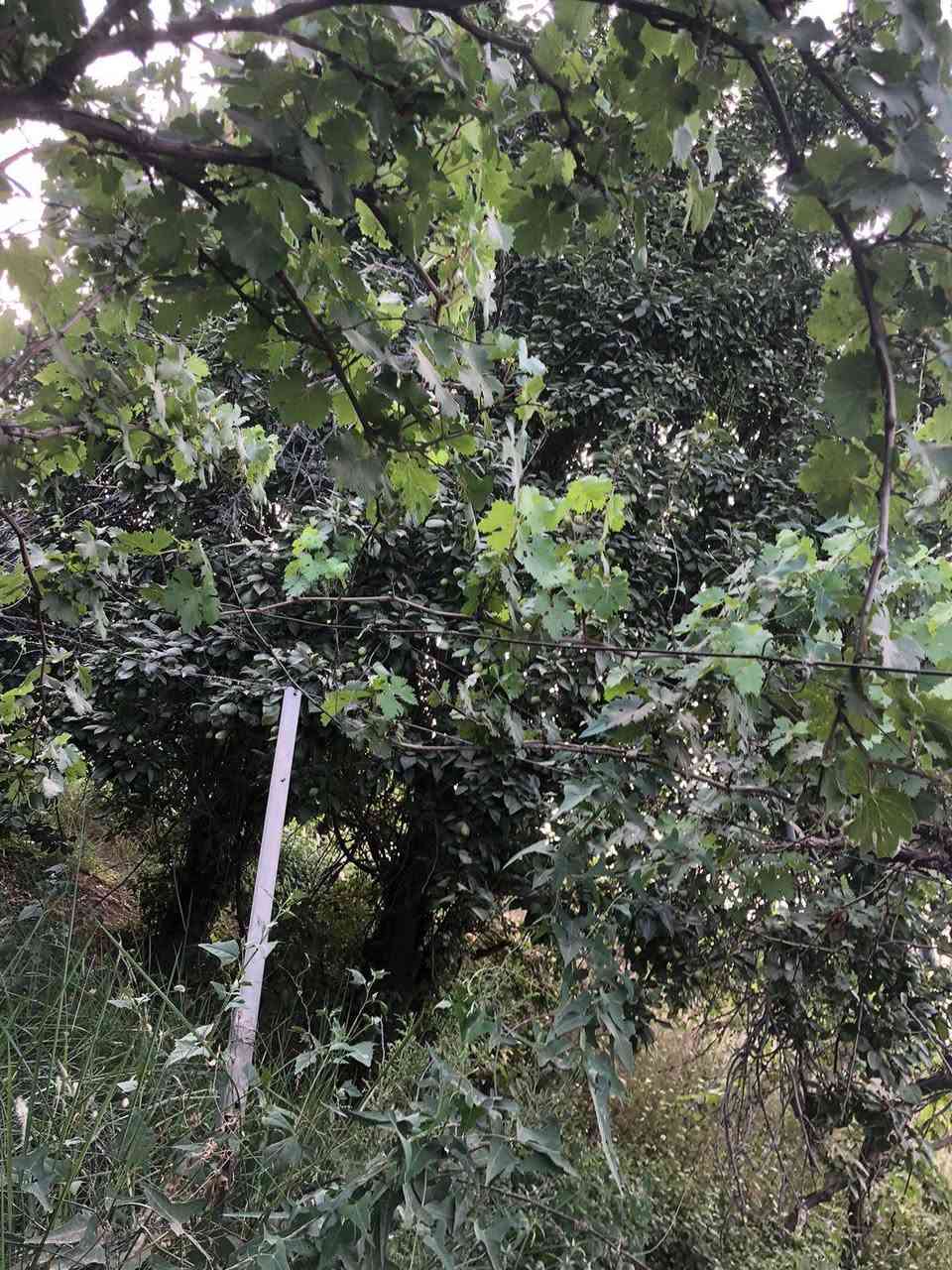 سلام عليكم
بستان البيع 
مساحه 4دوانم
العنوان صلاح الدين قضاء بلد يم الكاكات مال مشروع بستان 
واتساب*********** 
اتصل*********** 
حسب زبون انبيع حياكمً الله 
تفيد منتجعات سياحيه
