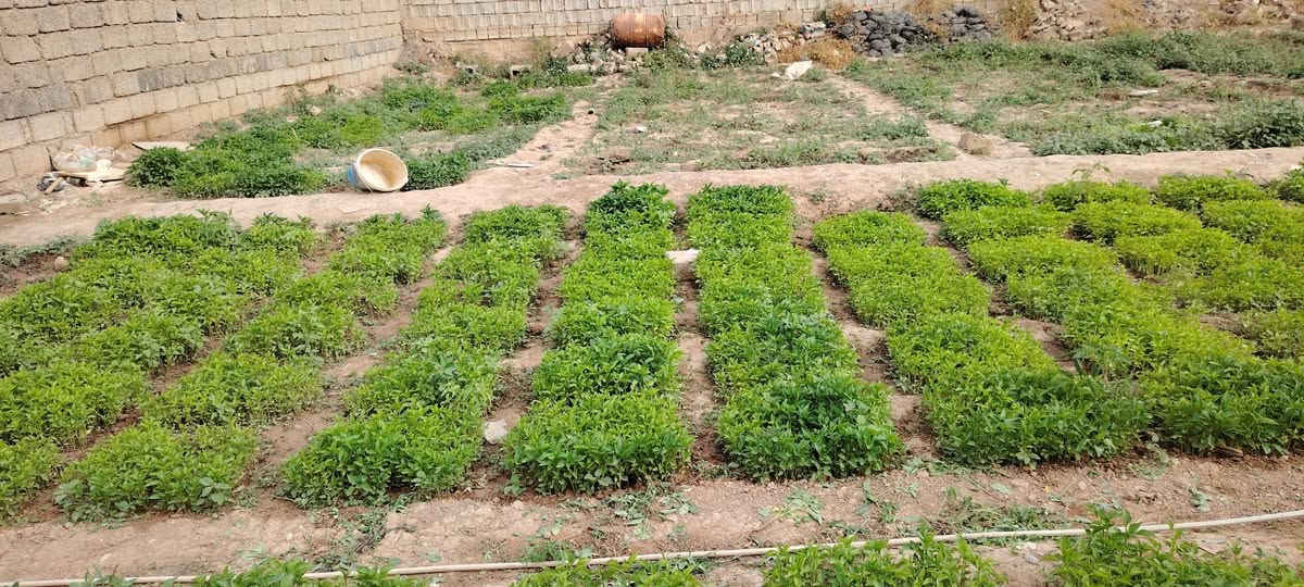 يوجد شتال للبيع
فلفل وبيذنجان وطماطه
اللوح ب5000 الاف
الحويجه حي 8شباط
الرقم ***********
***********
