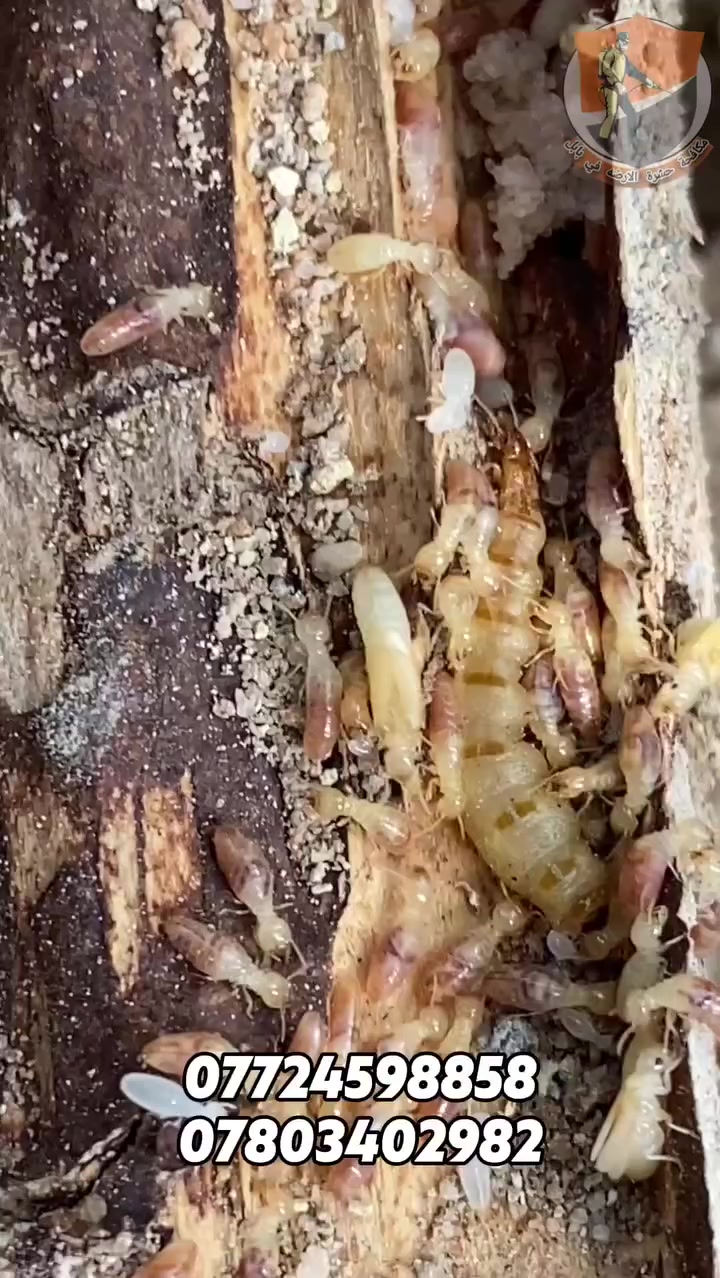 خلص بيتك من حشرة الأرضة نهائياً!

هل تعاني من تآكل الخشب أو ظهور تشققات غريبة بالجدران؟ 

⚠️ هذا مو شي بسيط… هذا خطر حشرة الأرضة  /النمل الأبيض)!

نقدم لك الحل الأقوى والأسرع
 
فحص دقيق باستخدام أجهزة السونار الحديثة

معالجة فعالة بمواد أصلية ومضمونة
حماية كاملة للبيت من الأساس للسقف

💪 فريق متخصص وخبرة طويلة بالقضاء على الأرضة
📍 نجيك للموقع بأي وقت

📞 اتصل هسه واحجز فحص بالسونار ومعالجه كامله للبيت 
***********
***********
لا تخلي الأرضة تأكل بيتك وانت ساكت!
