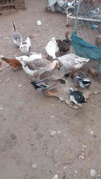 وز كوبرة • وز عراقي • بط عراقي