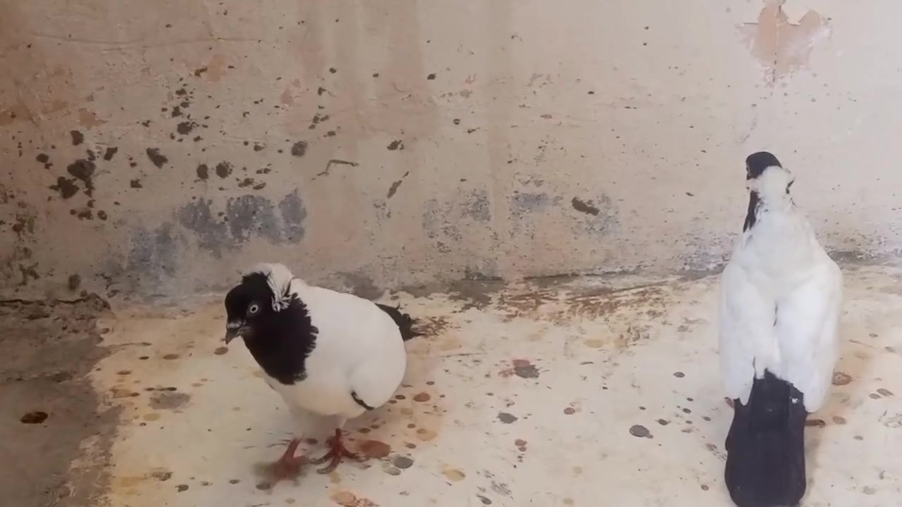 متاح طيور زينه للبيع مكاني ديالى جلولاء شراي راسلني خاص وتدلل


**إذا كنت صاحب هذا الإعلان وتريد حذفه لأي سبب، رجاءا أرسل رسالة إلى الدعم الفني**
