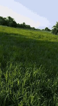 چت وزرع البيع شارع ال عبيد  تواصل ولستفسار علا رقم تالي  0783 107 9669
