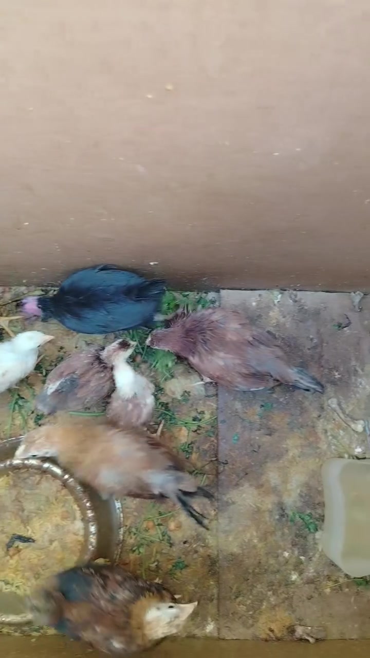 متاح فراريج عرب العدد 10 بيه 6 اكبار عمره شهرين ونص إلى 3 اشهر والاصغار عمره شهر ونص إلى شهرين السعر 40 الف مكاني هيت


**إذا كنت صاحب هذا الإعلان وتريد حذفه لأي سبب، رجاءا أرسل رسالة إلى الدعم الفني**
