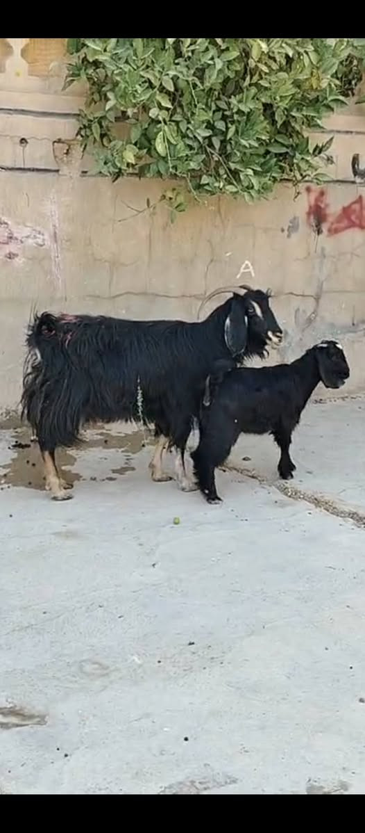 السلام عليكم متاح عنز مطفل وراها صخله مقوزه عنز سن وشطر ونصاح وخشان سعرهه ٣٠٠ العنوان حديثه حقلانيه للاستفسار الاتصال على الرقم *********** يوجد توصيل حسب الاتفاق
