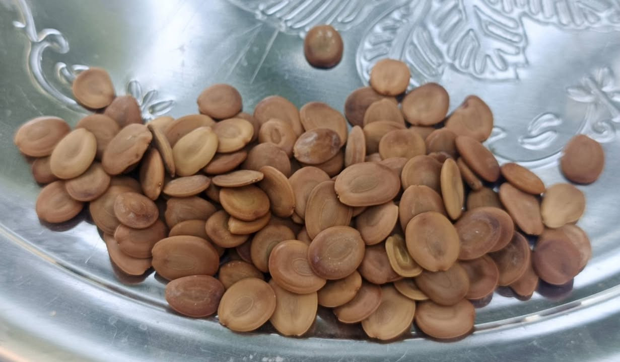 لأصحاب المشاتل، الحدائق، والمشاريع الزراعية، يعلن [مشتل طبيعة مشتل طبيعه الرحمن ] عن توفر وجبة جديدة من البذور المنتقاة بعناية وبنسب إنبات عالية لأقوى وأجمل أشجار الزينة والمصدات:
​✨ التشكيلة المتوفرة:
​🌳 بذور شجرة البيزا (الألبيزيا): شجرة الظل والتشجير الأولى، سريعة النمو جداً ومقاومة للحرارة العالية، مثالية للحدائق والشوارع.
​🌿 بذور الديدوني (الدادونيا): الشجيرة المفضلة دائماً لعمل السياج الأخضر والمصدات الطبيعية الجميلة والآمنة على الجدران.
​🫘 بذور الخروع: سريعة النمو، ممتازة للتظليل السريع وتغطية المساحات المفتوحة.
​🌴 بذور نخل الواشنطونيا (الزينة): النخل الملوكي الفاخر، سريع النمو لإعطاء فخامة فورية للحدائق والواجهات.
​🔥 الـعـرْض الأقْـوى (لفترة محدودة جداً!) 🔥
​📦 اشتري 5 مغلفات (من أي نوع تختارونه)... و التوصيل مجاني تماماً!
​🚛 خدمة التوصيل متوفرة ومفتوحة لجميع المحافظات، يوصلك طلبك لباب البيت.
​📥 للاستفسار عن الأسعار وتثبيت الحجز:
​يرجى مراسلتنا على الخاص (رسائل الصفحة) وسيقوم الدعم الفني بالرد عليكم فوراً وتلبية طلباتكم.
​⚠️ ملاحظة: الكمية محدودة جداً والأولوية لأسبقية الحجز!
​#زراعة #بذور #البيزا #الألبيزيا #ديدوني #واشنطونيا #خروع #مشتل #توصيل_المحافظات


**إذا كنت صاحب هذا الإعلان وتريد حذفه لأي سبب، رجاءا أرسل رسالة إلى الدعم الفني**