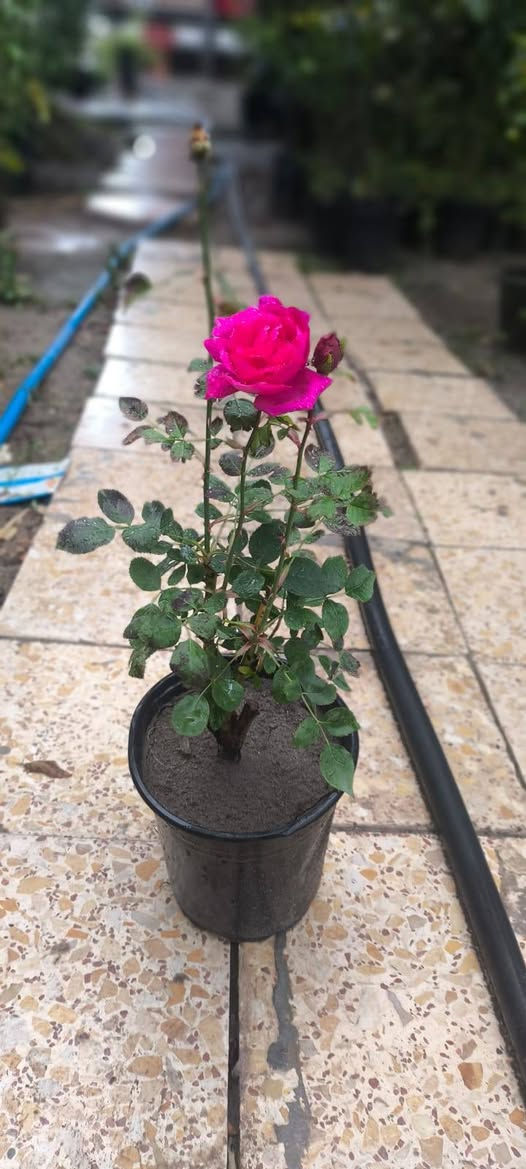 السلام وعليكم تم وصول انواع النباتات الخارجية الاسعار اسفل كل صورة 

العنوان ديالى الخالص الغربية مجاور اسواق الحداد 
***********
***********
