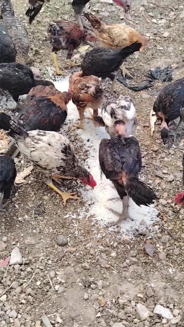 مخاليف عرب عدد ١٨ زوج ١٦  ***********
