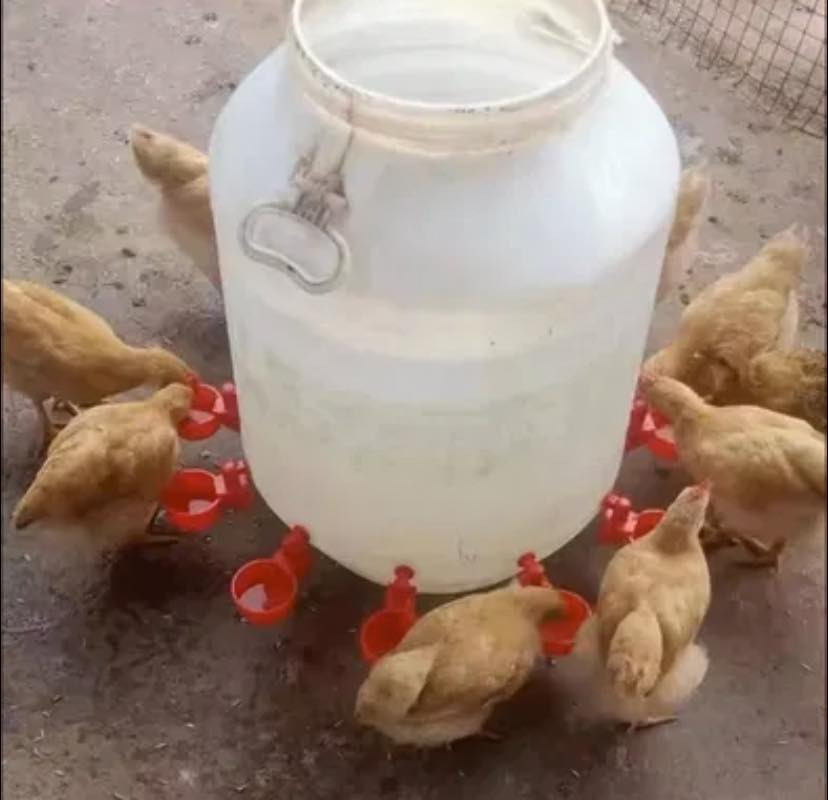 مدري منو وصاني على هذني متوفر 20 قطعة كلهم ب5 الف

متوفر توصيل كل العراق 5 🤍


**إذا كنت صاحب هذا الإعلان وتريد حذفه لأي سبب، رجاءا أرسل رسالة إلى الدعم الفني**